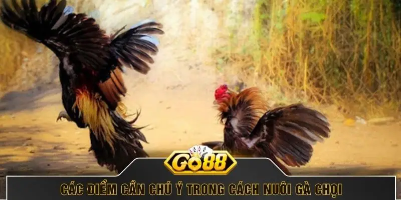 Các điểm cần chú ý trong cách nuôi gà chọi