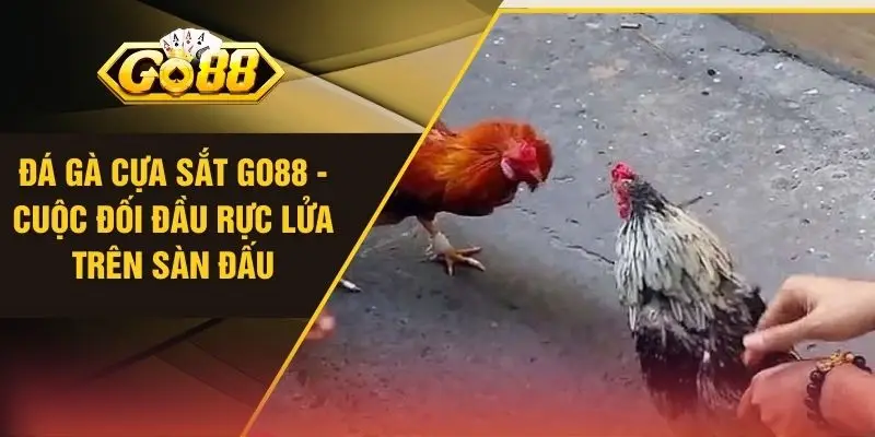 Đá Gà Cựa Sắt GO88 - Cuộc Đối Đầu Rực Lửa Trên Sàn Đấu