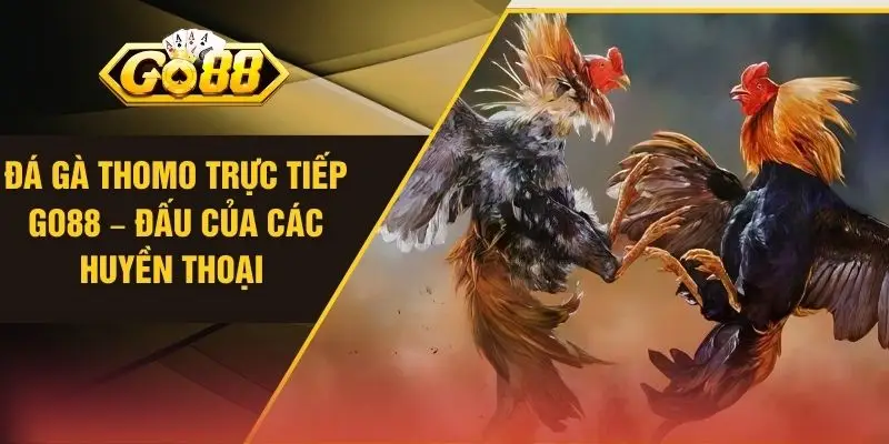 Đá Gà Thomo Trực Tiếp GO88 – Đấu Của Các Huyền Thoại