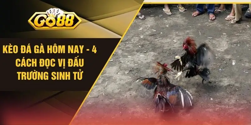 Kèo Đá Gà Hôm Nay - 4 Cách Đọc Vị Đấu Trường Sinh Tử