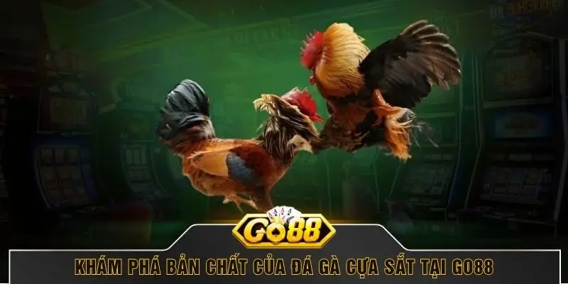 Khám phá bản chất của đá gà cựa sắt tại GO88