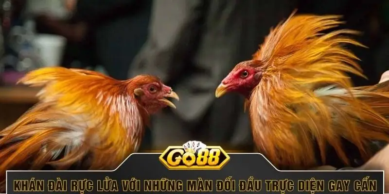 Khán đài rực lửa với những màn đối đầu trực diện gay cấn