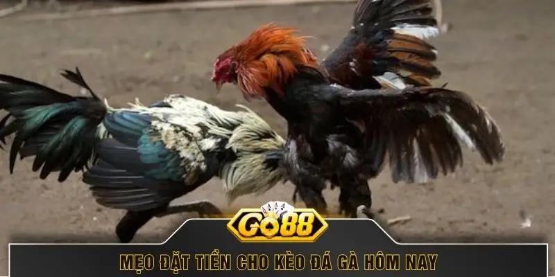 Mẹo đặt tiền cho kèo đá gà hôm nay