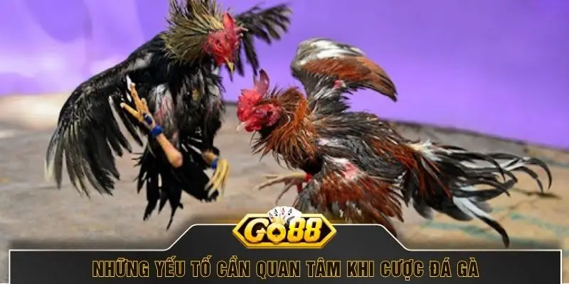 Những yếu tố cần quan tâm khi cược đá gà