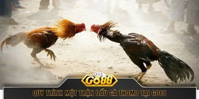 Quy trình một trận đấu gà Thomo tại GO88