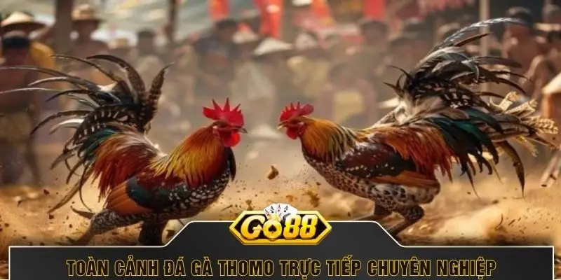Toàn cảnh đá gà Thomo trực tiếp chuyên nghiệp